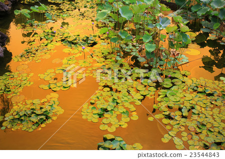 Lotus flower in the lagoon and reflection  23544843