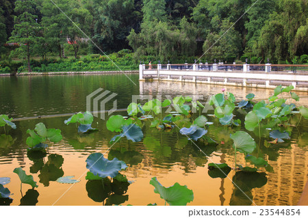 Reflection of the Lake CUHK Reflection of the Lake CUHK 23544854