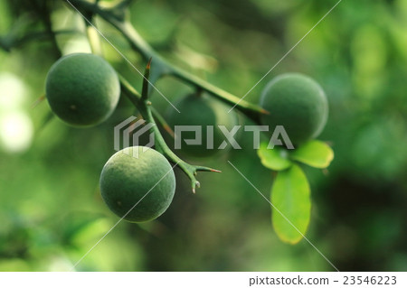 Natural plants Karatachi, sharp piercing will surely stab you when it hits. It seems that it used to be used frequently in the hedge of a mansion in the past Natural plants Karatachi, sharp piercing will surely stab you when it hits. It seems that it used to be used frequently in the hedge of a mansion in the past 23546223