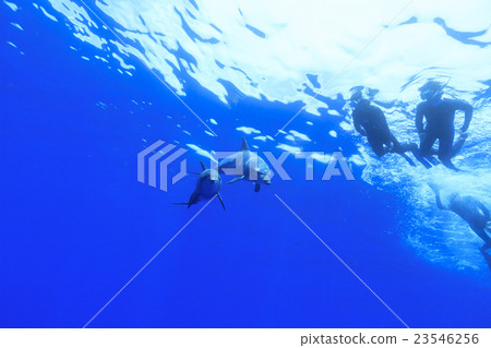 Dolphin swim at Ogasawara 23546256