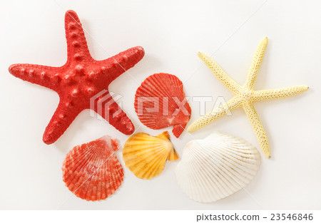 Collection of sea shells and stars Collection of sea shells and stars 23546846