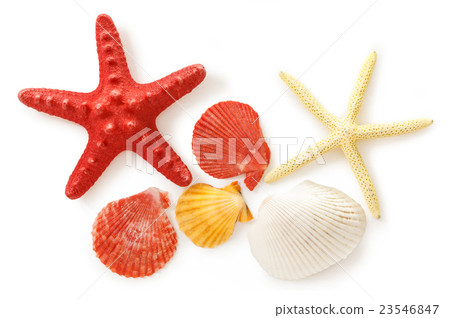 Collection of sea shells and stars Collection of sea shells and stars 23546847
