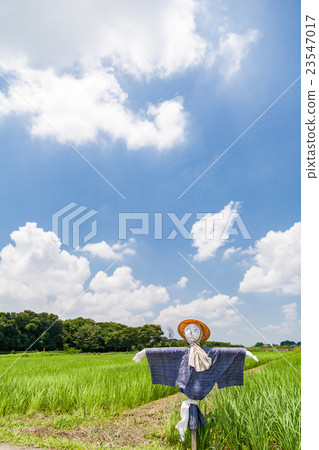 Numanuma稻田稻草人 Numanuma稻田稻草人 23547017
