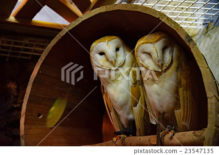 Barn owl 23547135
