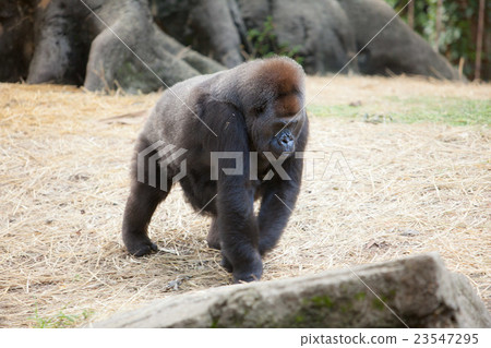 四足大猩猩走路 23547295