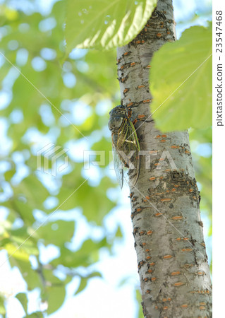 Semi refreshing green leaves 23547468