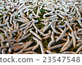 Mulberry and silkworm 23547548