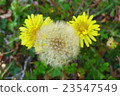 Dandelion parent and child 23547549