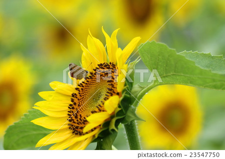 Sunflower and Benifid Butterfly 23547750