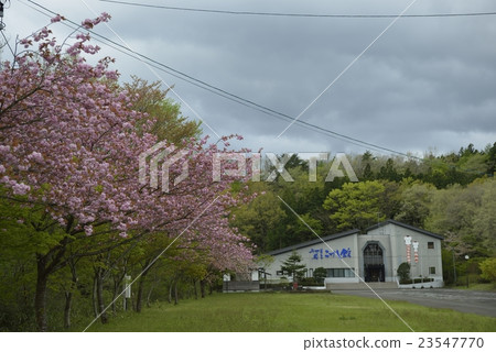 Sakura and Miyagi Zaokokushikan (Miyagi Prefecture) Sakura and Miyagi Zaokokushikan (Miyagi Prefecture) 23547770