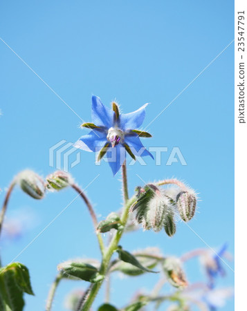 藍天和polji花 23547791