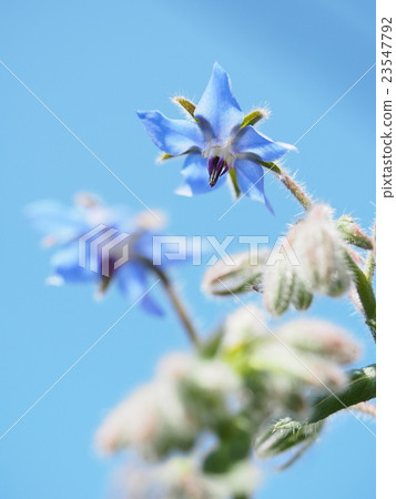 Blue sky and polji flowers Blue sky and polji flowers 23547792