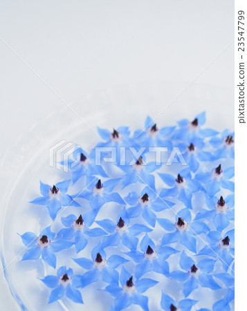 Poliji花在水中漂浮了 23547799