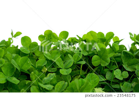 clover with white background, blank place clover with white background, blank place 23548175