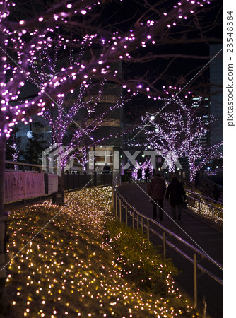 Illumination of Meguro River winter 23548384