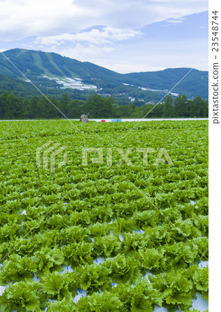 Lettuce field Lettuce field 23548744
