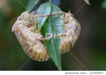 Birth of twin cicadas (shell) (eco image) sdgs Sustainable natural environment Birth of twin cicadas (shell) (eco image) sdgs Sustainable natural environment 23548947