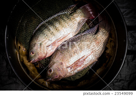Fresh tilapia or nile tilapia in pot 23549099