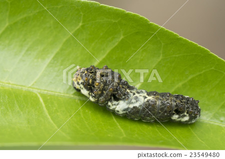 Swallowtail larvae Swallowtail larvae 23549480