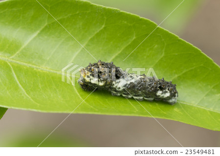 Swallowtail larvae Swallowtail larvae 23549481