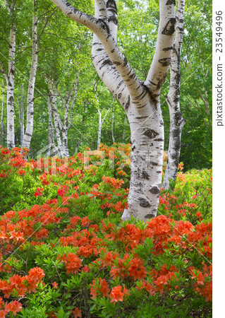 Written Ranged azalea at Takefun Ranch 23549496
