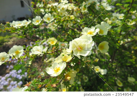 老玫瑰·羅莎Yugonis 老玫瑰·羅莎Yugonis 23549547