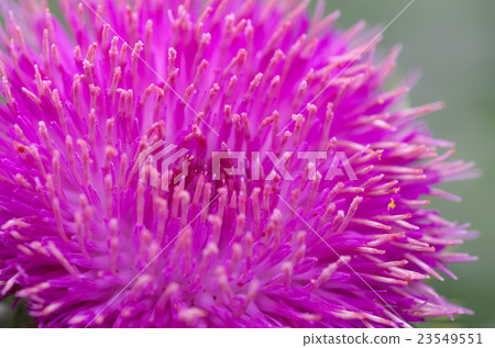 Sweden thistle Sweden thistle 23549551