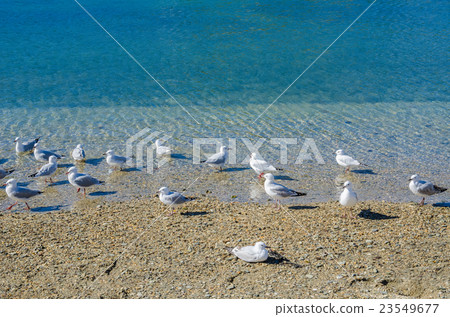 Beach in the Picton,south island of New Zealand. Beach in the Picton,south island of New Zealand. 23549677