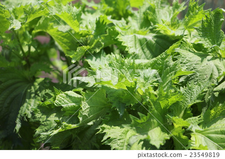 Cultivation of blue soja 23549819