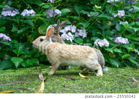 Hydrangea and rabbit 23550141