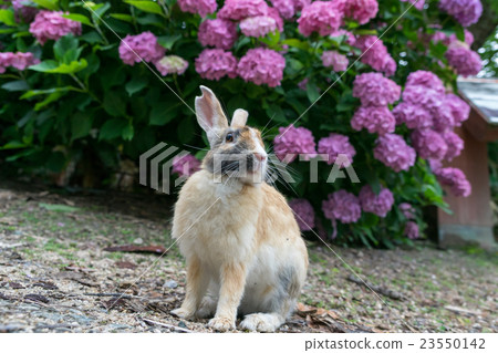 Hydrangea and rabbit Hydrangea and rabbit 23550142