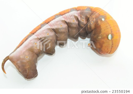 Cosume larva white background 23550194