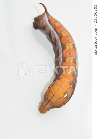 Cosume larva white background Cosume larva white background 23550203