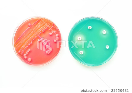 Bacteria culture and susceptibility test Bacteria culture and susceptibility test 23550481