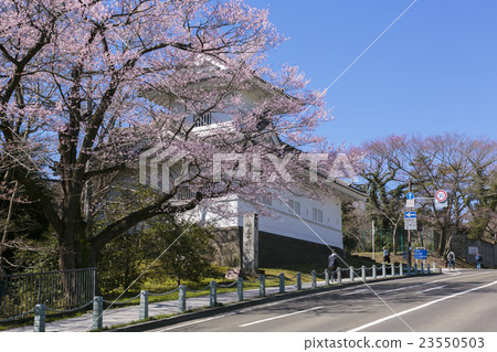Cherry blossoms and Aoba castle ruins 005 23550503