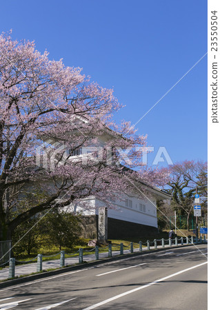 Cherry blossoms and Aoba castle ruins 006 23550504