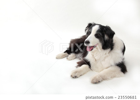 Border Collie senior dog Border Collie senior dog 23550681