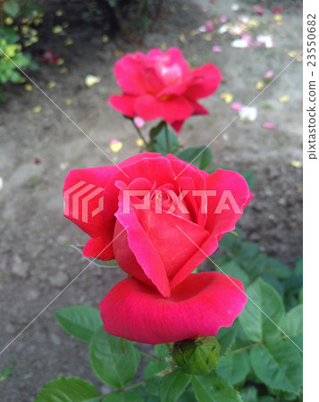 Crimson rose named Khersones Crimson rose named Khersones 23550682