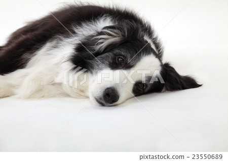 邊境牧羊犬資深狗 23550689