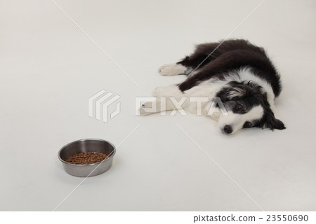 邊境牧羊犬資深狗 邊境牧羊犬資深狗 23550690