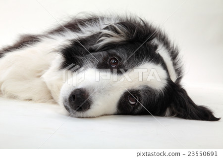 邊境牧羊犬資深狗 23550691