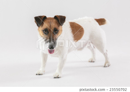 Jack Russell Terrier 003 23550702