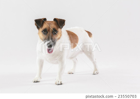 Jack Russell Terrier 004 23550703