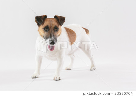 Jack Russell Terrier 005 23550704