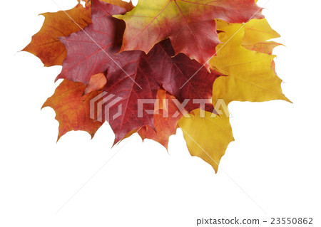 maple autumn leaves border maple autumn leaves border 23550862