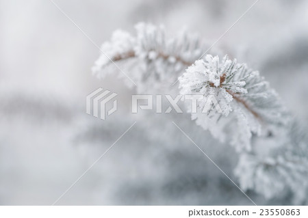 fir covered with hoar frost closeup photo fir covered with hoar frost closeup photo 23550863