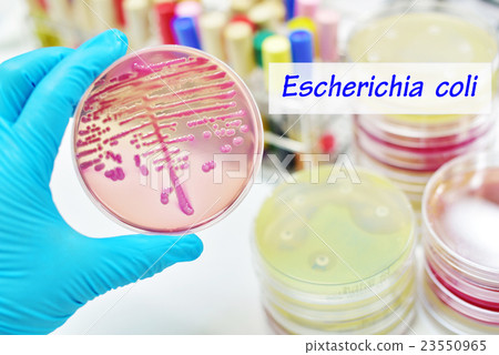 Escherichia coli Escherichia coli 23550965