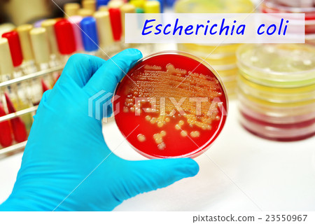 Escherichia coli Escherichia coli 23550967