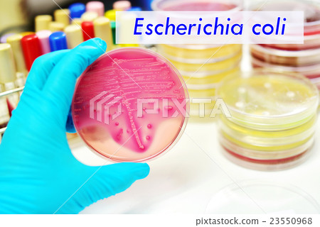 Escherichia coli Escherichia coli 23550968