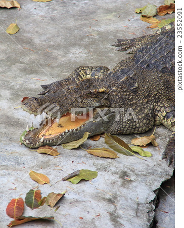 ① Thailand ① Thailand 23552091